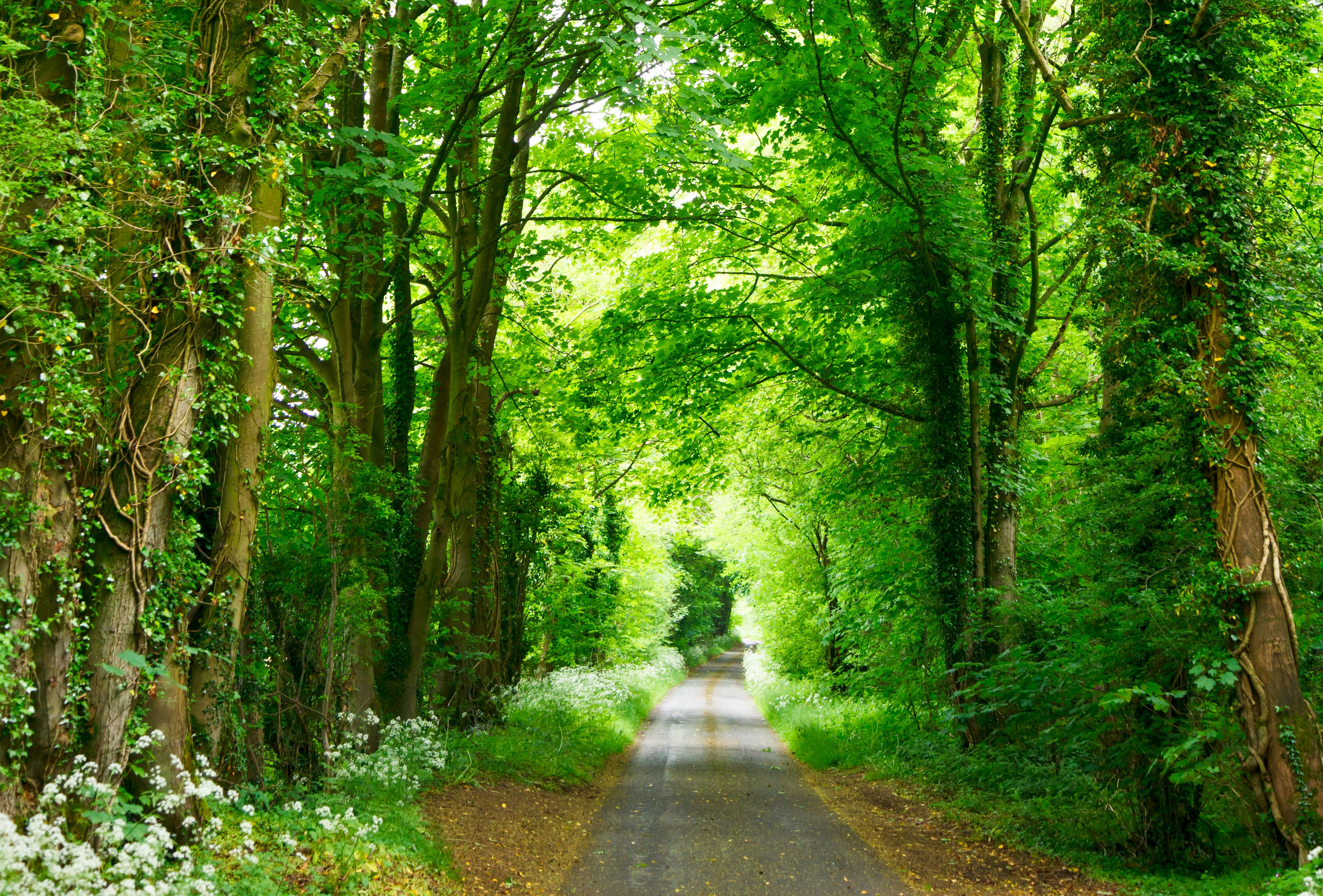 Green forest. Лесные тропинки. Красивая тропинка. Тропинка в лесу. Лесная тропа.